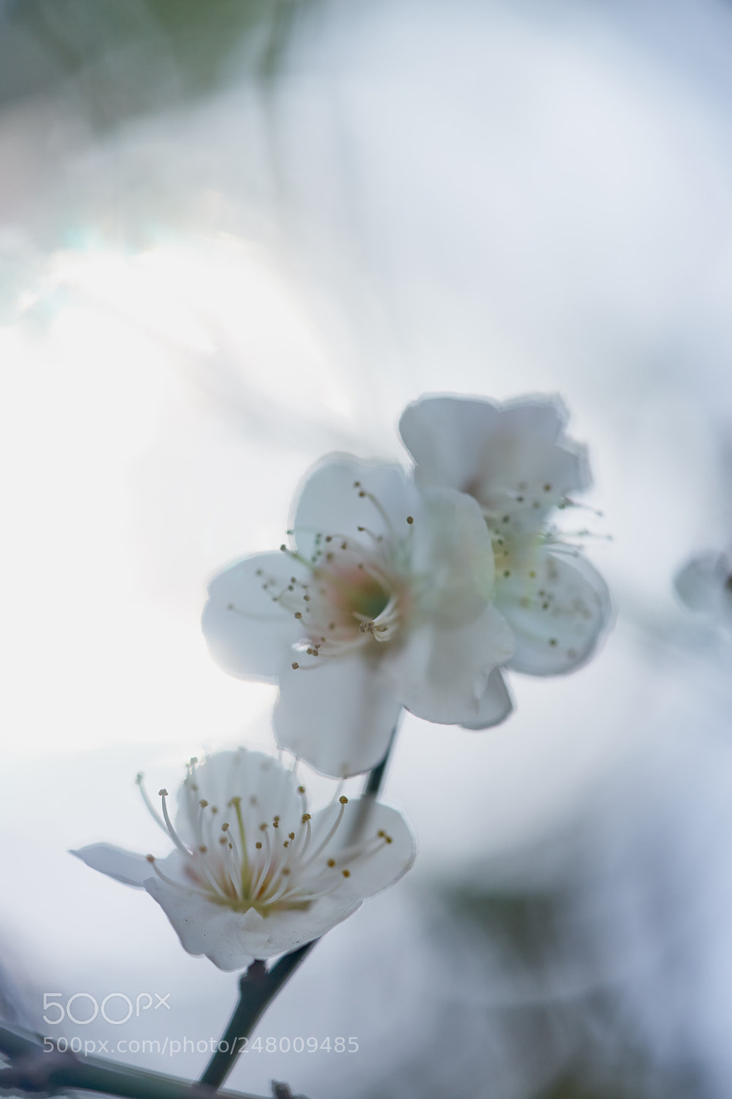 Sony a7 sample photo. Flowers 6174 photography