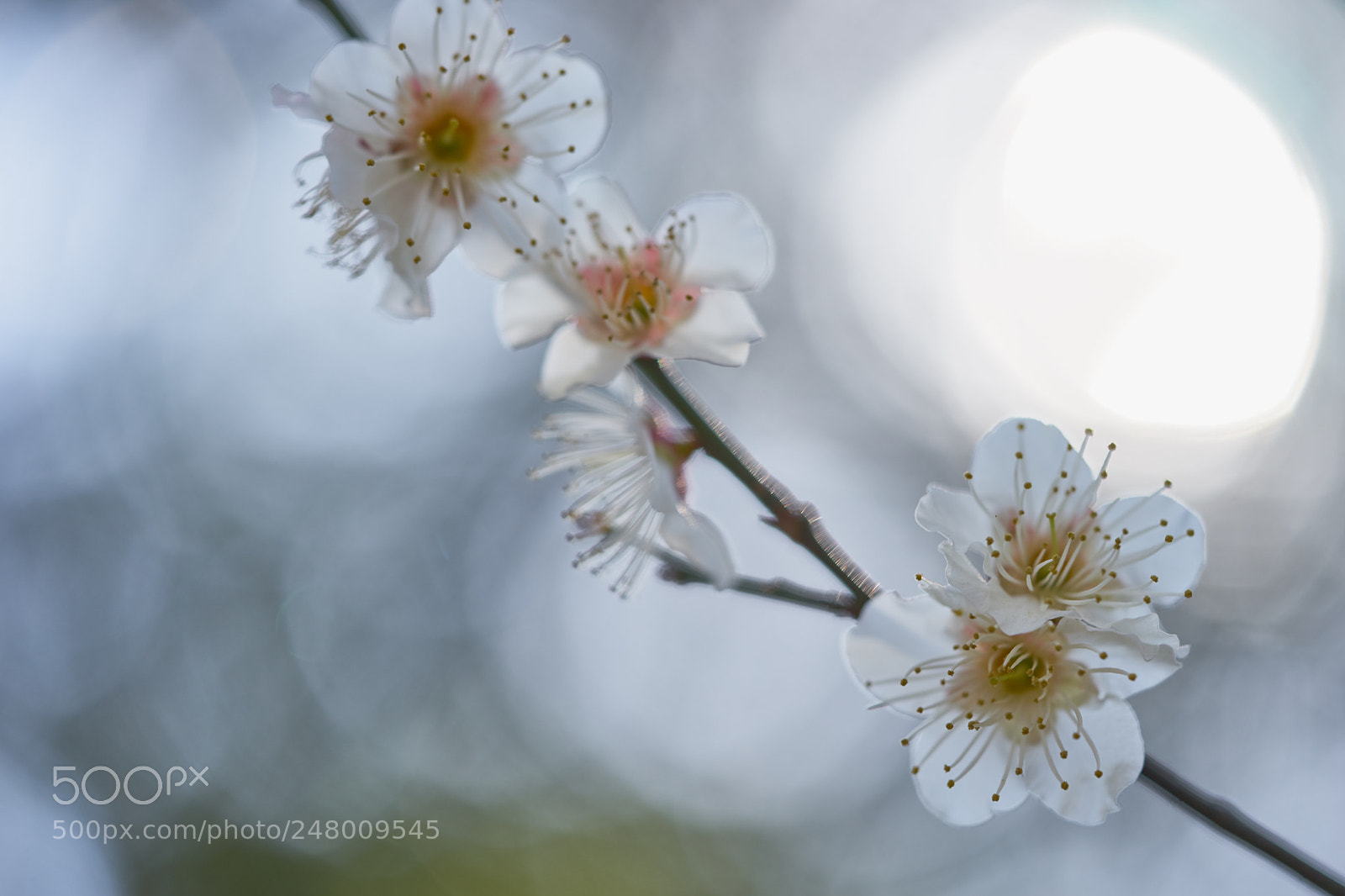 Sony a7 sample photo. Flowers 6175 photography