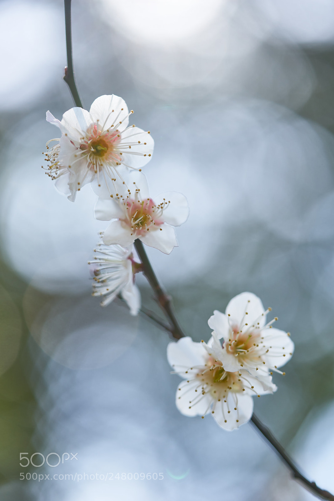 Sony a7 sample photo. Flowers 6176 photography