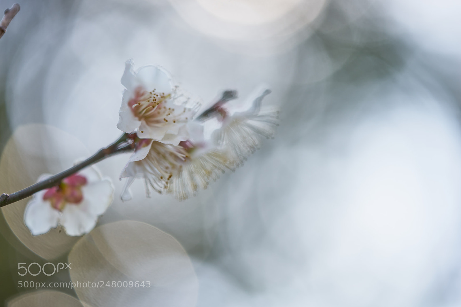 Sony a7 sample photo. Flowers 6177 photography