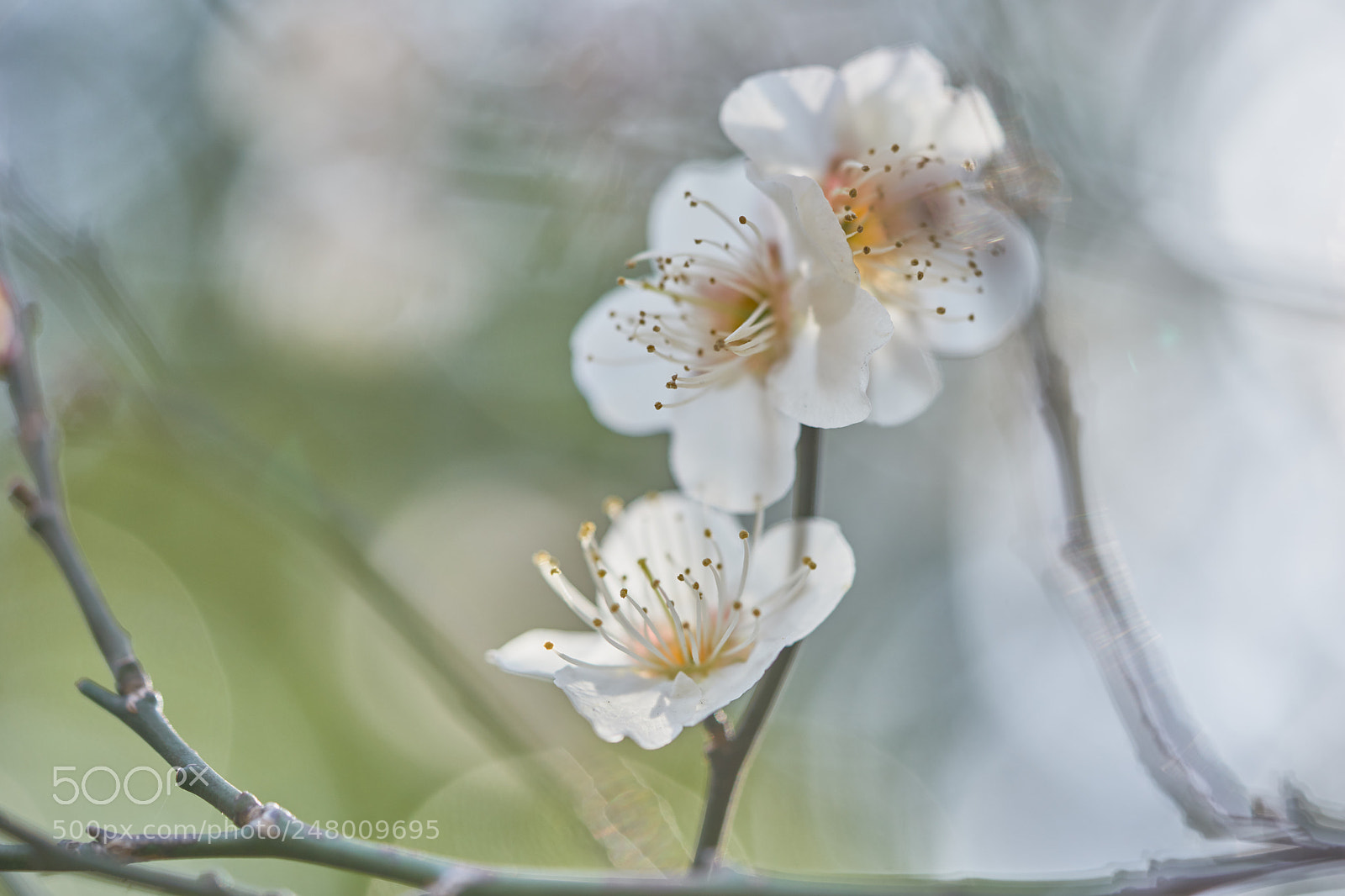 Sony a7 sample photo. Flowers 6178 photography