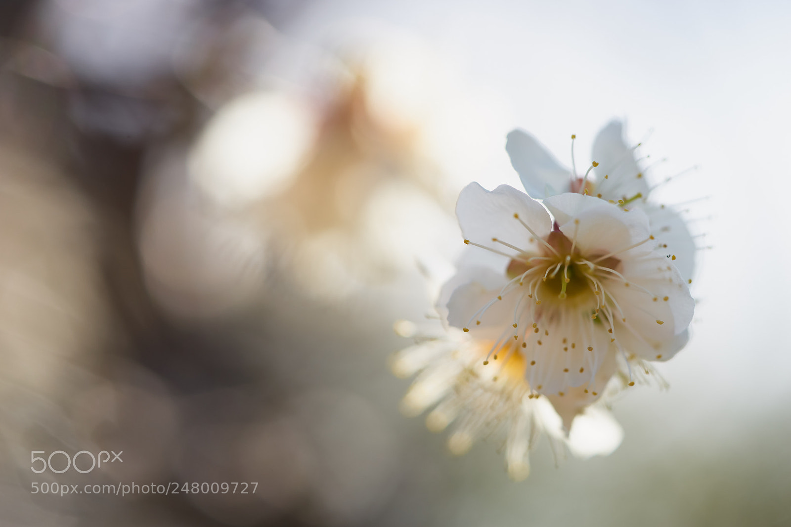 Sony a7 sample photo. Flowers 6179 photography