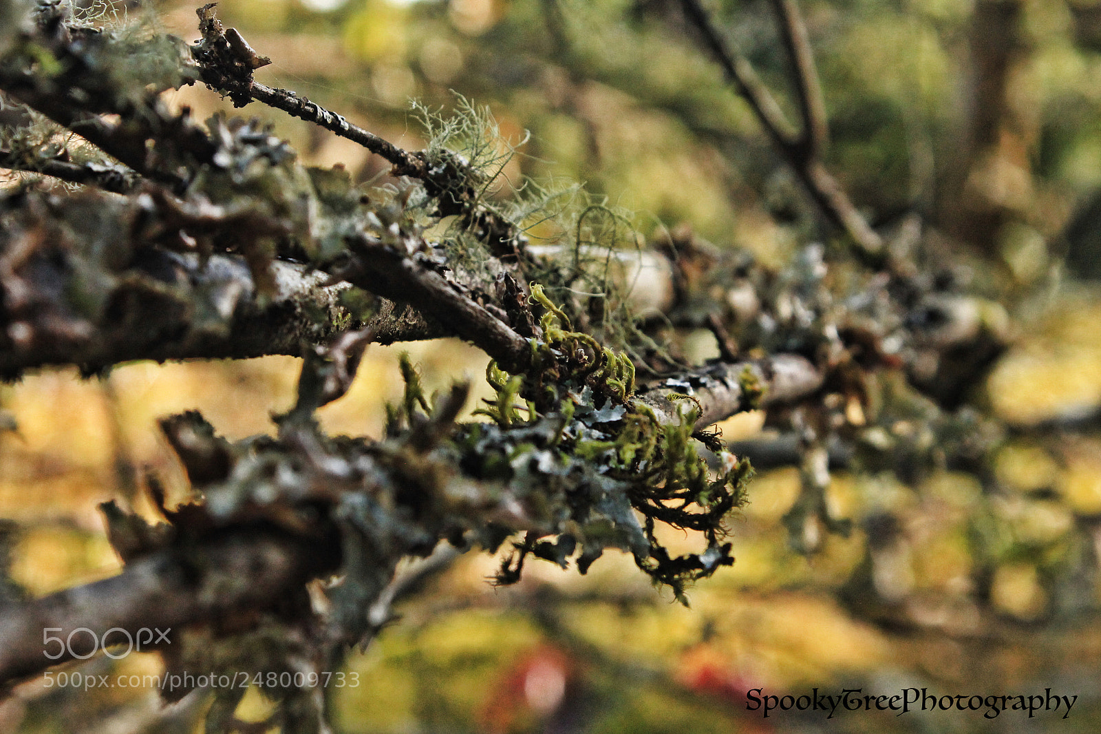 Canon EOS 1100D (EOS Rebel T3 / EOS Kiss X50) sample photo. Abstract nature photography