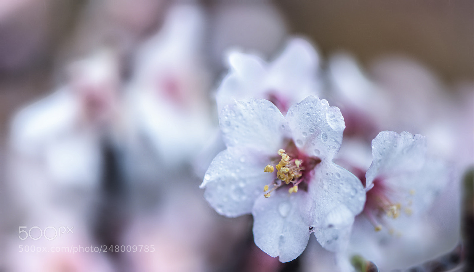 Nikon D850 sample photo. March photography