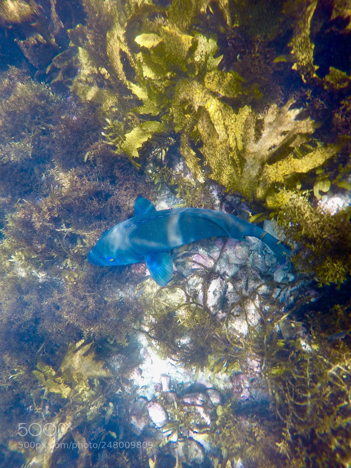 GoPro HERO4 Silver sample photo. Blue groper  photography