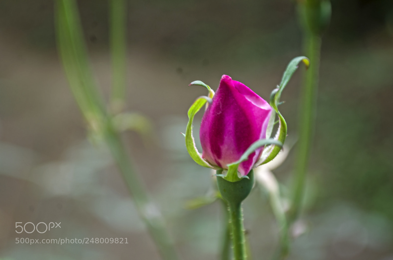 Nikon D5100 sample photo. Rose bud photography