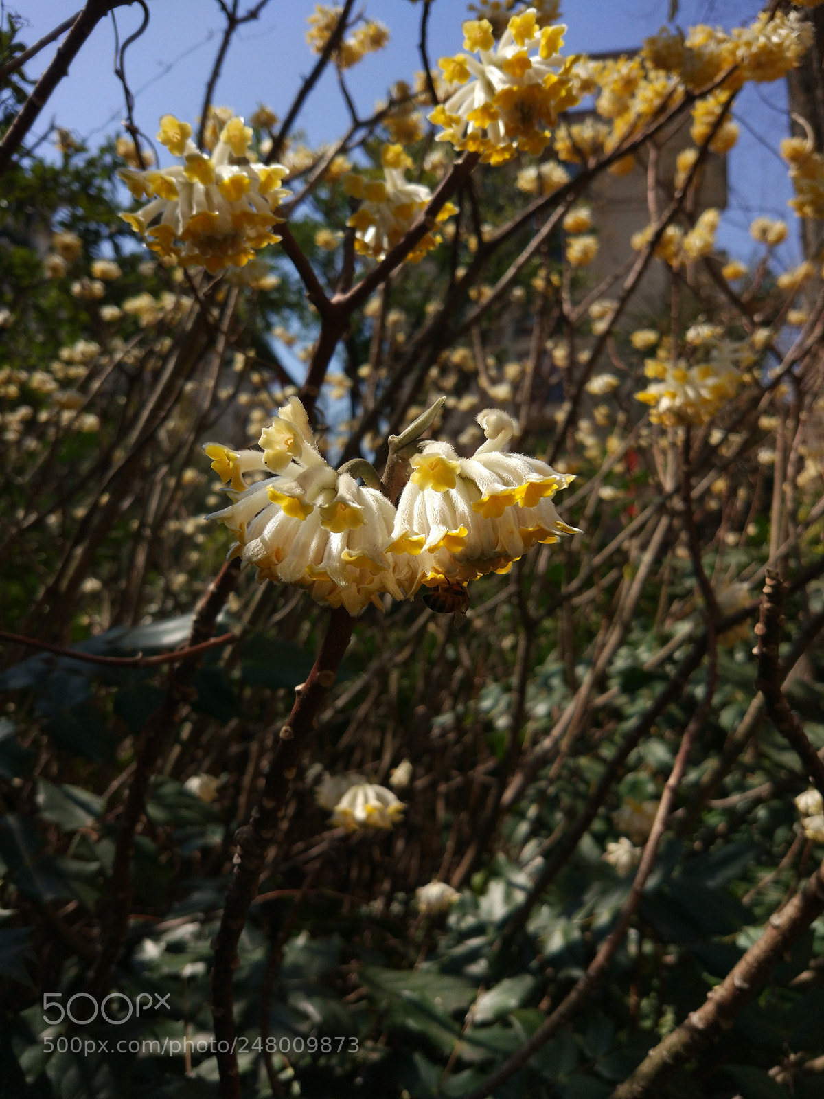 Xiaomi MI 5 sample photo. Flower photography