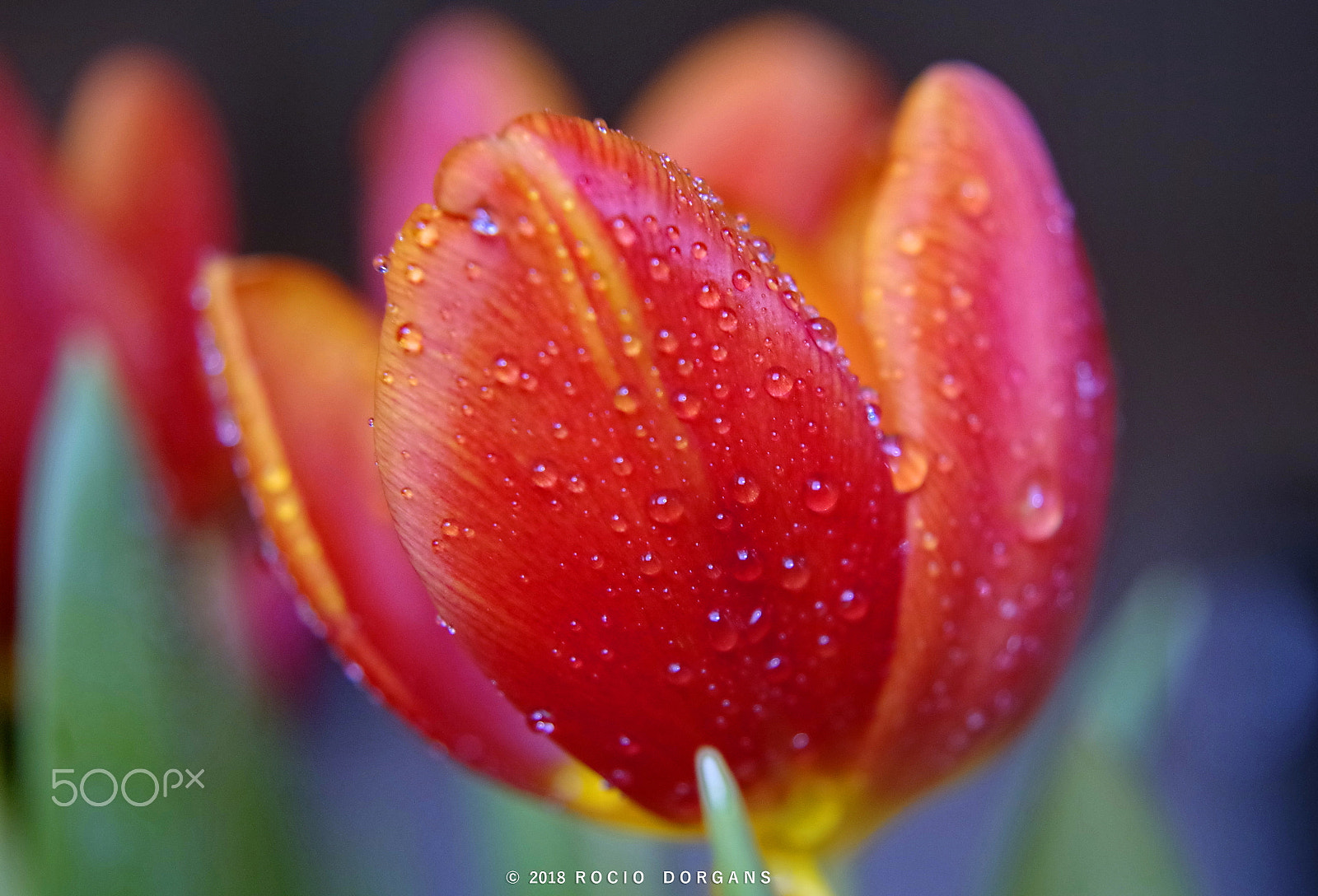 Pentax K-30 sample photo. Flowers photography