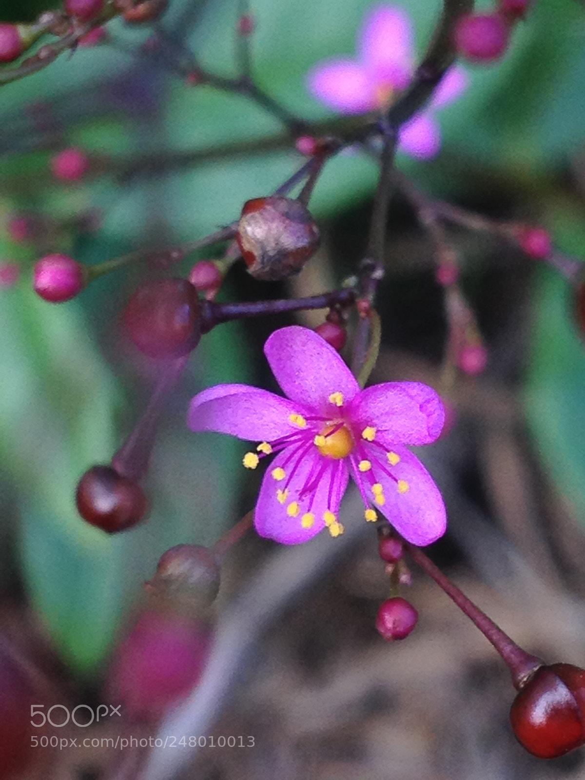 Apple iPhone 4S sample photo. Untitled photography