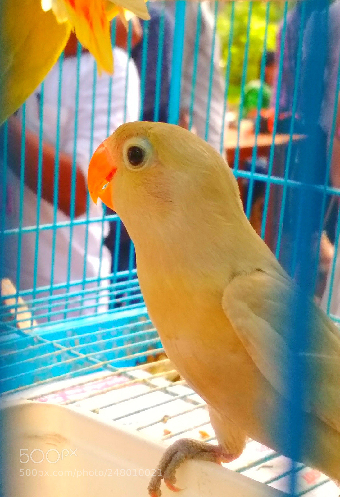 Xiaomi Redmi 4 Pro sample photo. Untitled photography