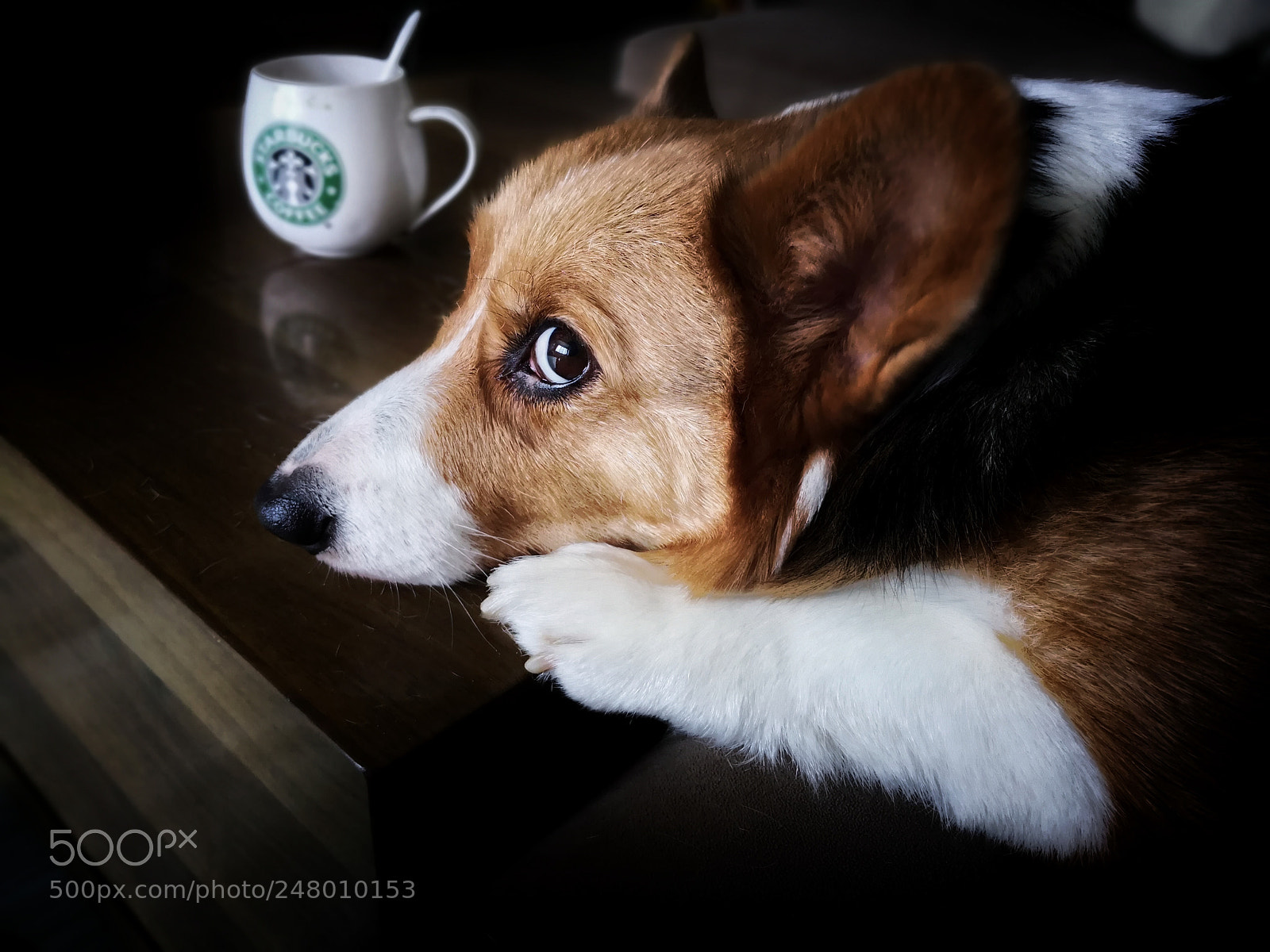 HUAWEI Mate 10 sample photo. Dog photography