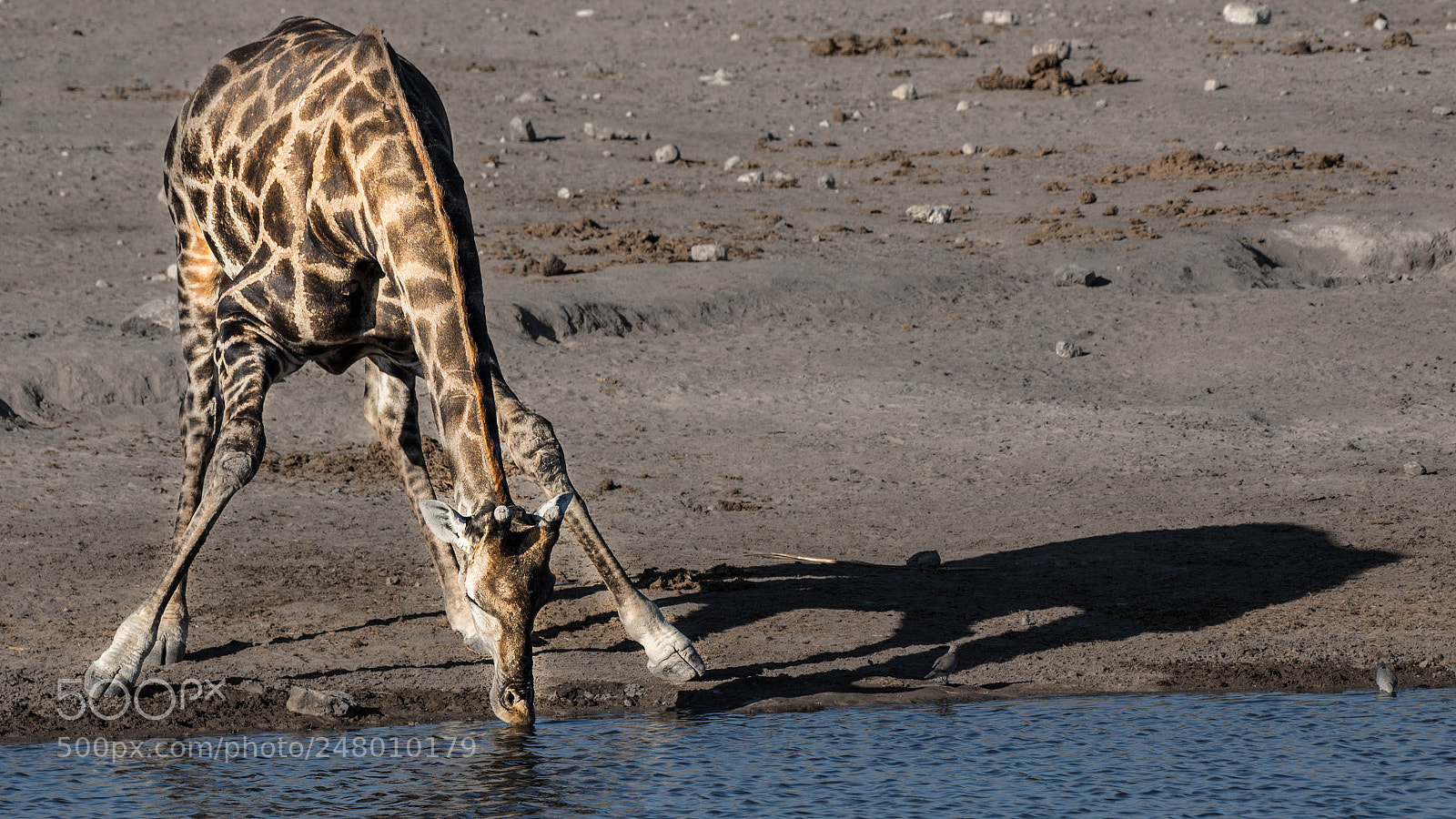 Pentax K-5 II sample photo. Giraffe drinking photography