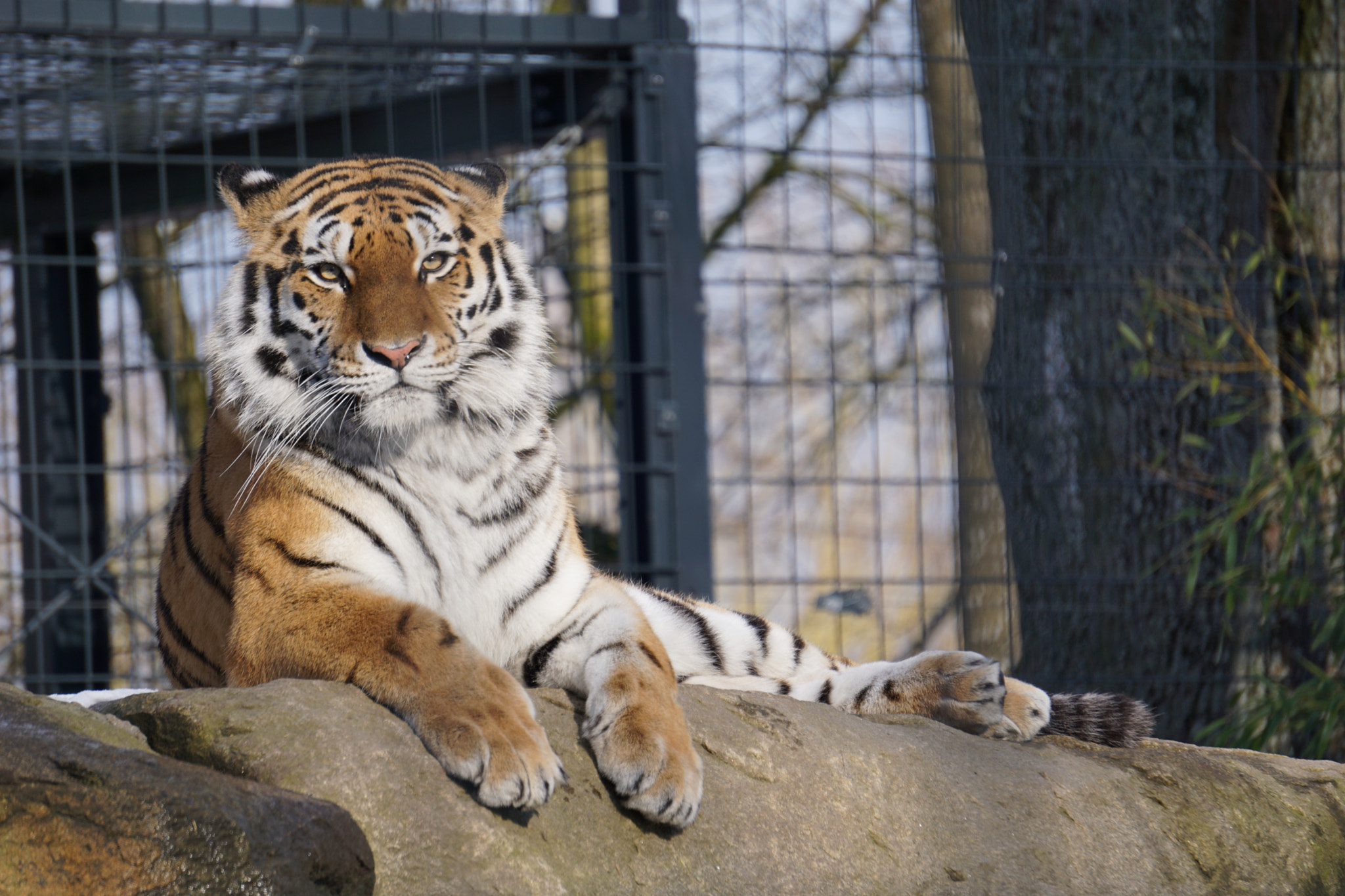 Sony E 55-210mm F4.5-6.3 OSS sample photo. Tiger photography