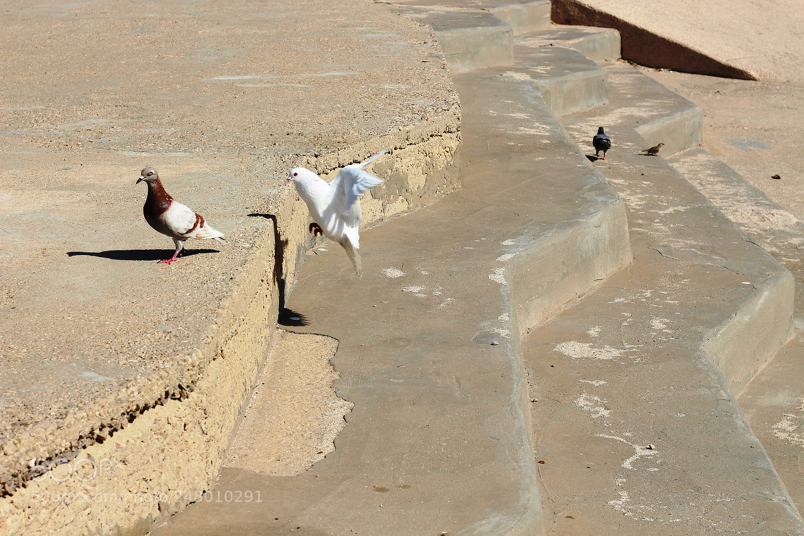 Canon EOS 700D (EOS Rebel T5i / EOS Kiss X7i) sample photo. Love dove photography