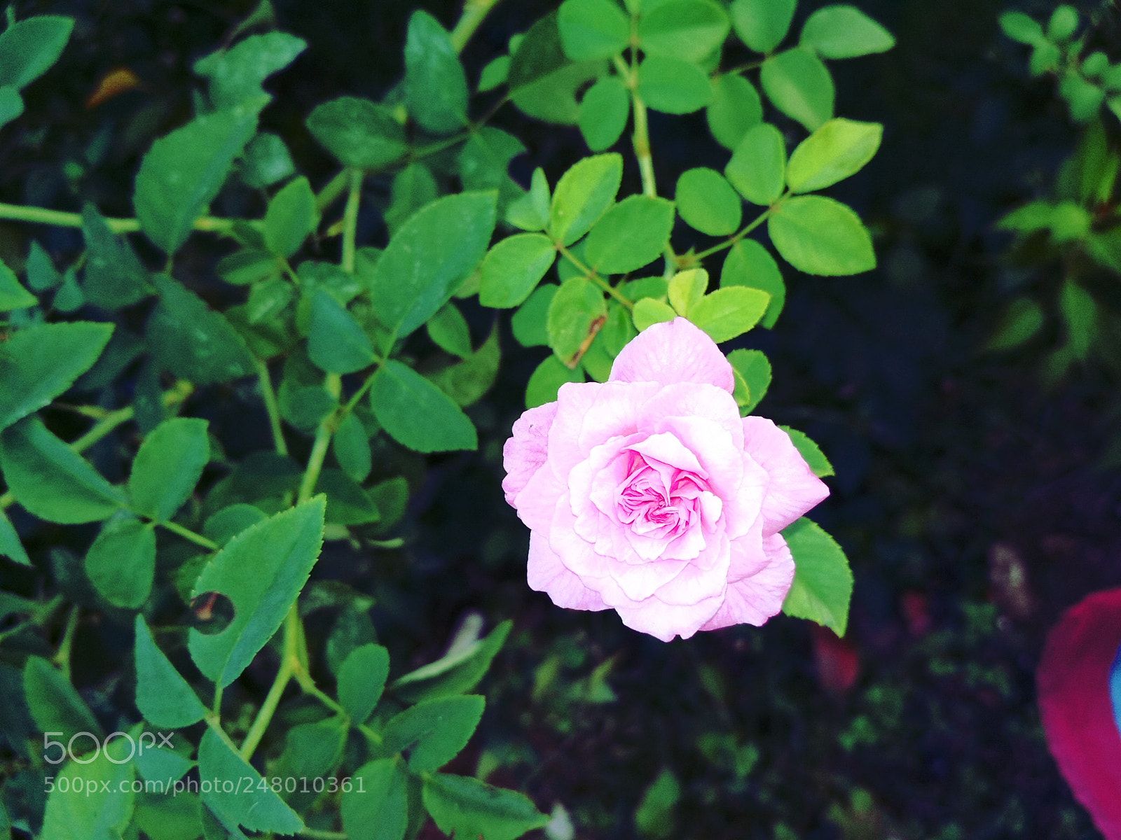 Xiaomi Redmi 4 Pro sample photo. Untitled photography