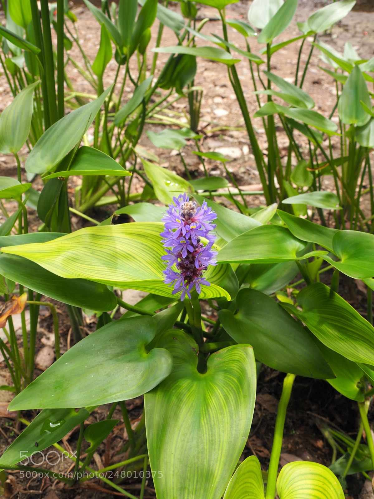 Olympus OM-D E-M10 sample photo. Flower photography