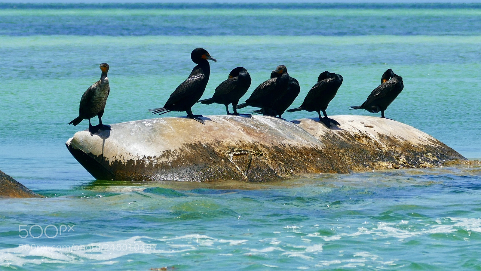 Panasonic Lumix DMC-FZ1000 sample photo. Bird on stone photography