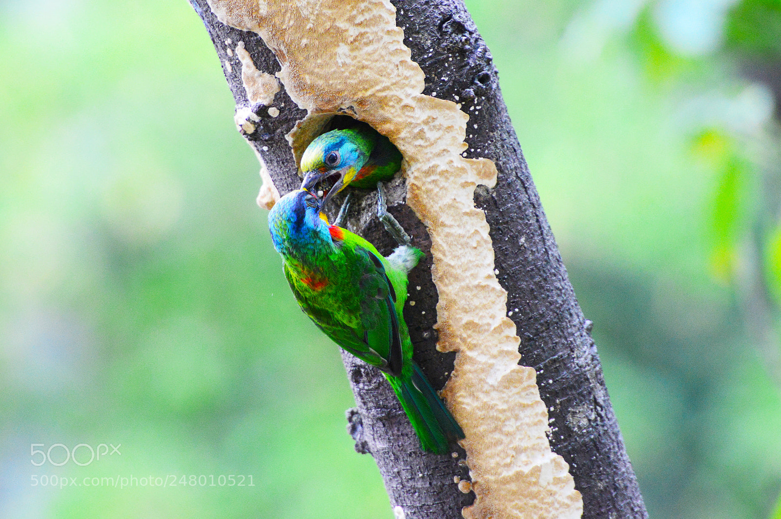 Nikon D800 sample photo. Five color bird nesting photography