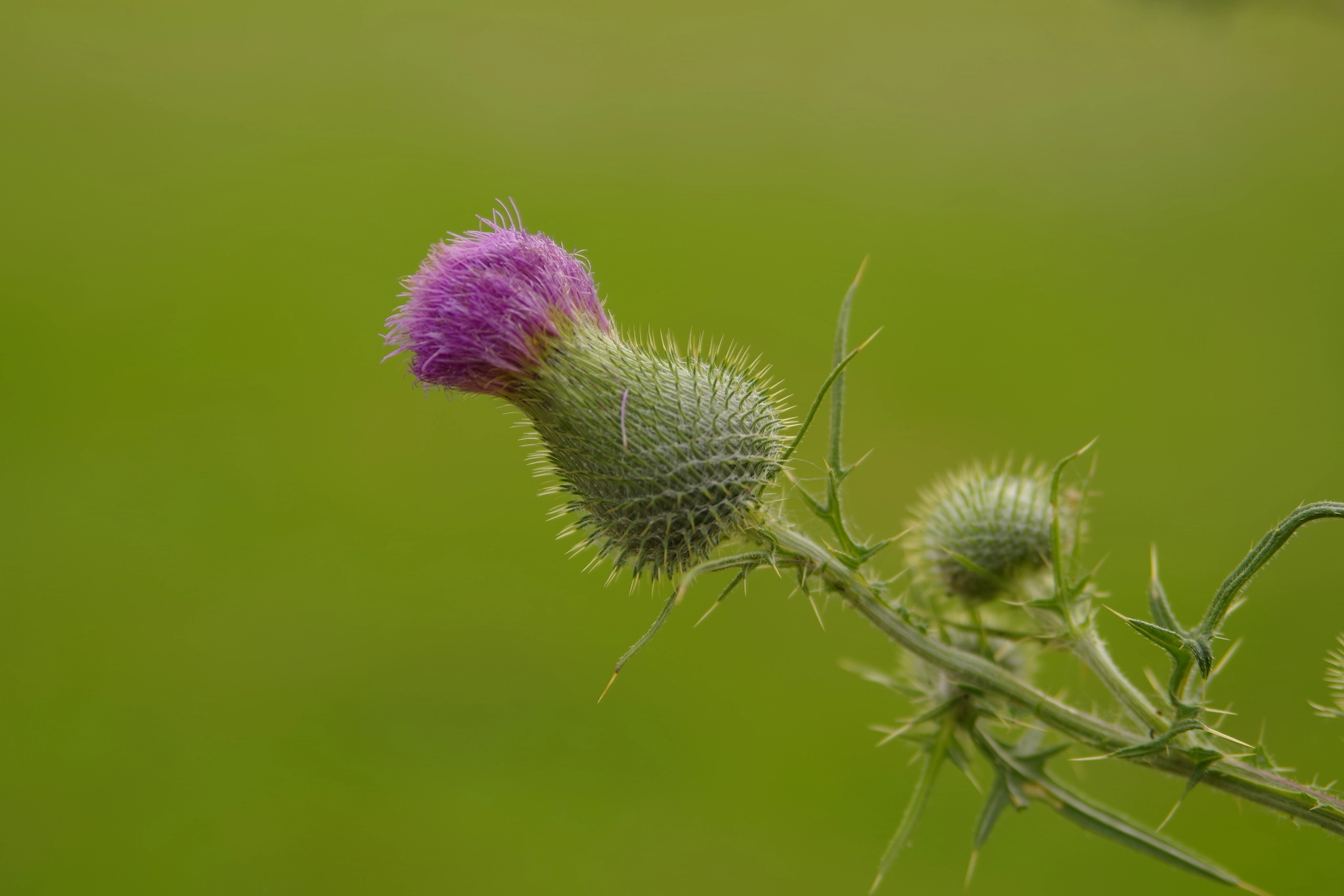Pentax K-1 + Tamron AF 28-75mm F2.8 XR Di LD Aspherical (IF) sample photo. Thistle photography