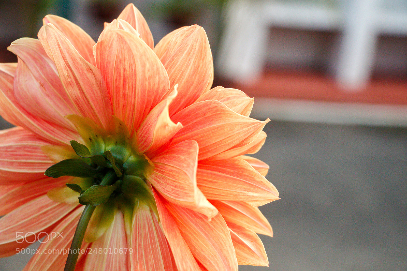 Canon EOS 700D (EOS Rebel T5i / EOS Kiss X7i) sample photo. Just for you! photography