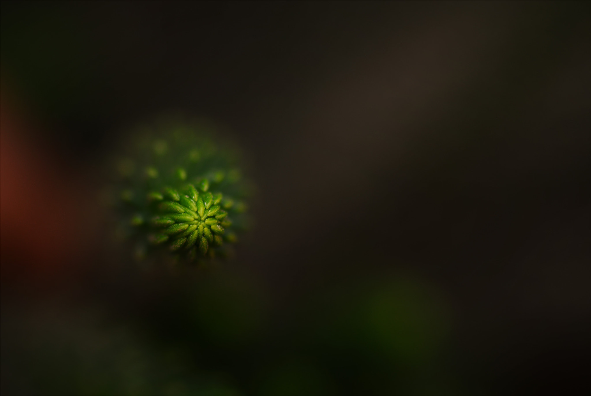 Nikon D7500 sample photo. Focused photography