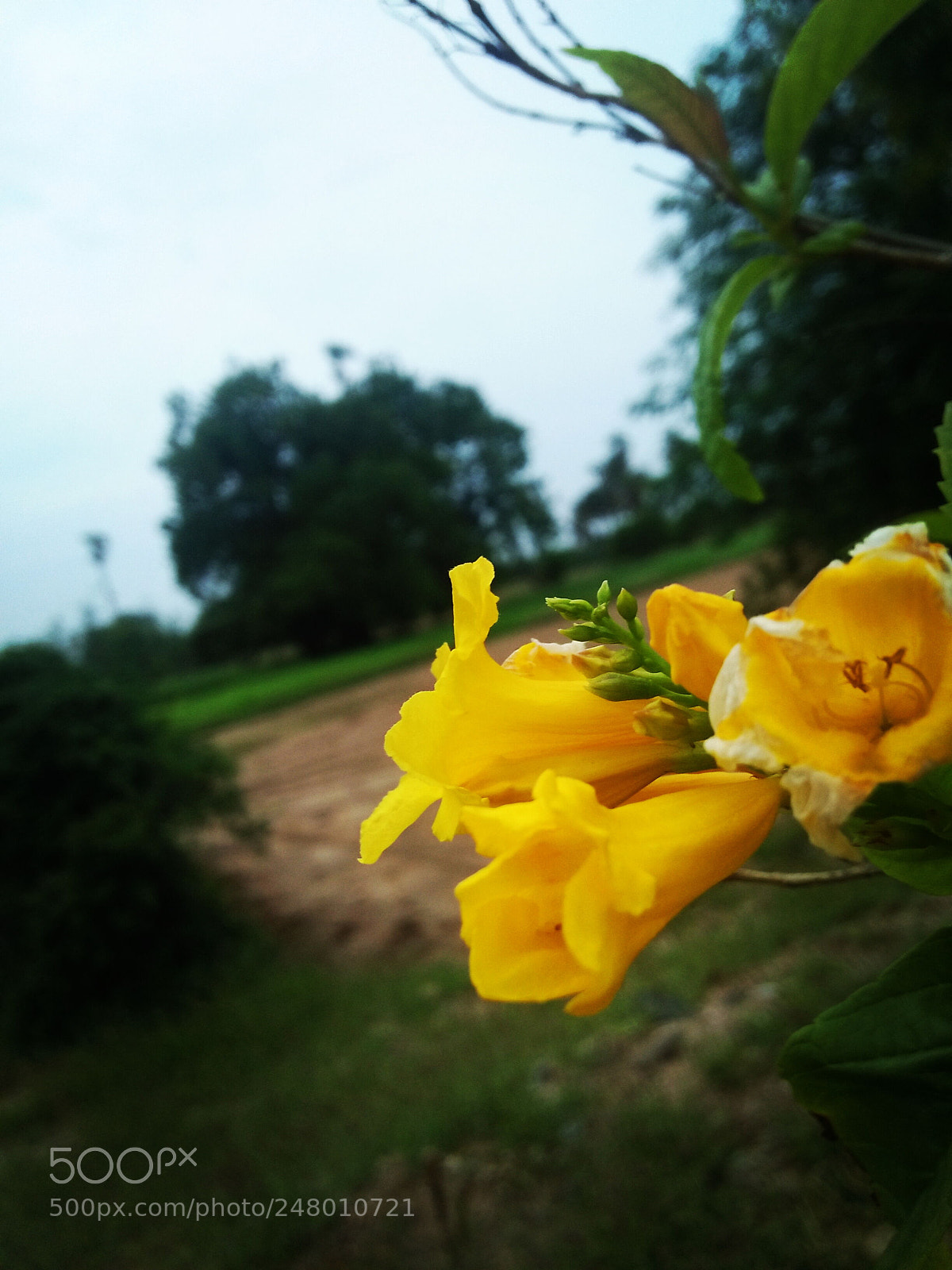 OPPO A37fw-International sample photo. Untitled photography