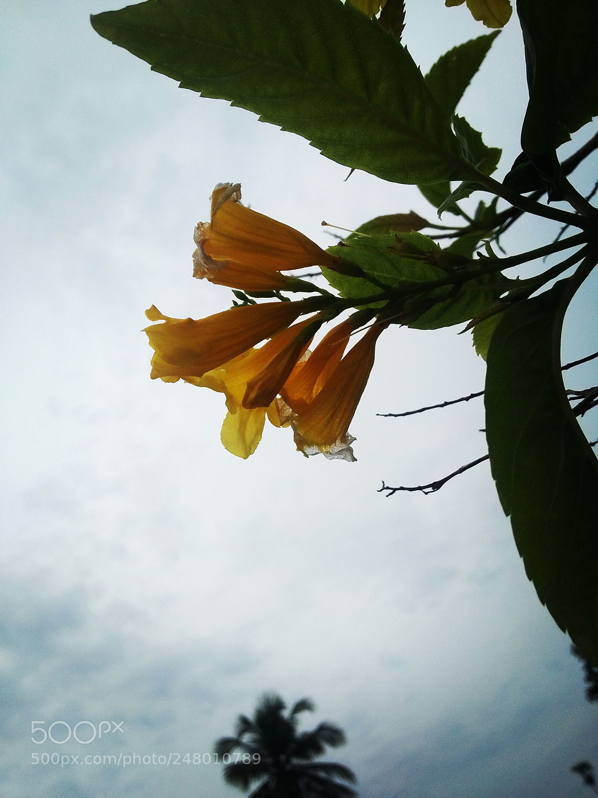 OPPO A37fw-International sample photo. Untitled photography