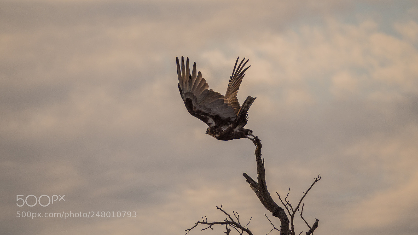 Olympus OM-D E-M10 II sample photo. Brown snake eagle photography