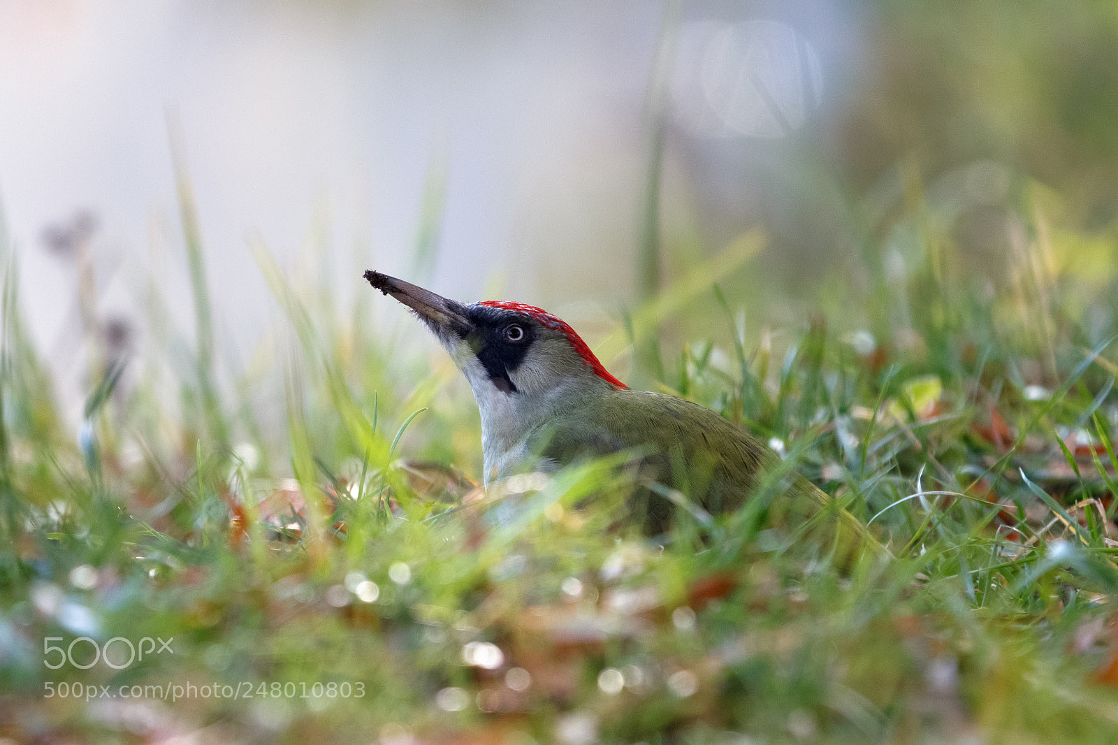 Canon EOS 650D (EOS Rebel T4i / EOS Kiss X6i) sample photo. Green woodpecker ! photography