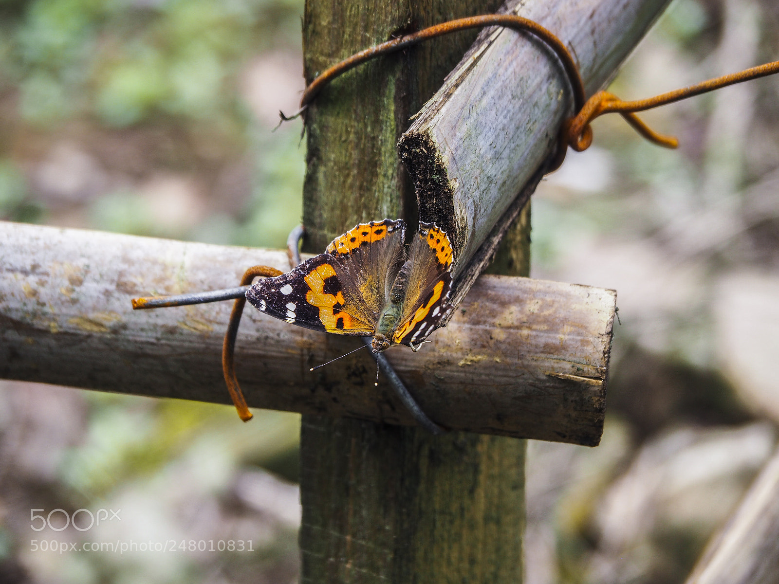 Olympus OM-D E-M10 sample photo. Butterfly photography