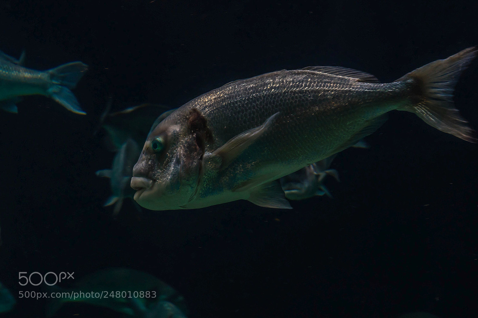 Sony a6300 sample photo. Back from diving :-))) photography