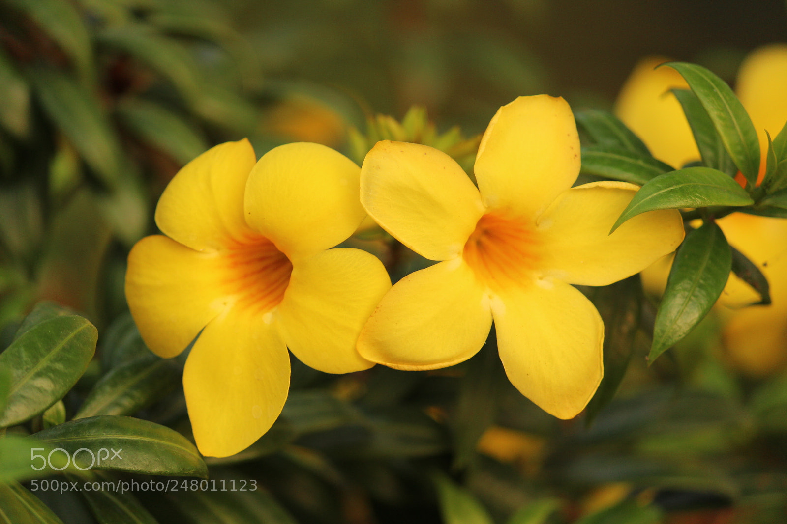 Canon EF-S 55-250mm F4-5.6 IS II sample photo. Yellow couple photography