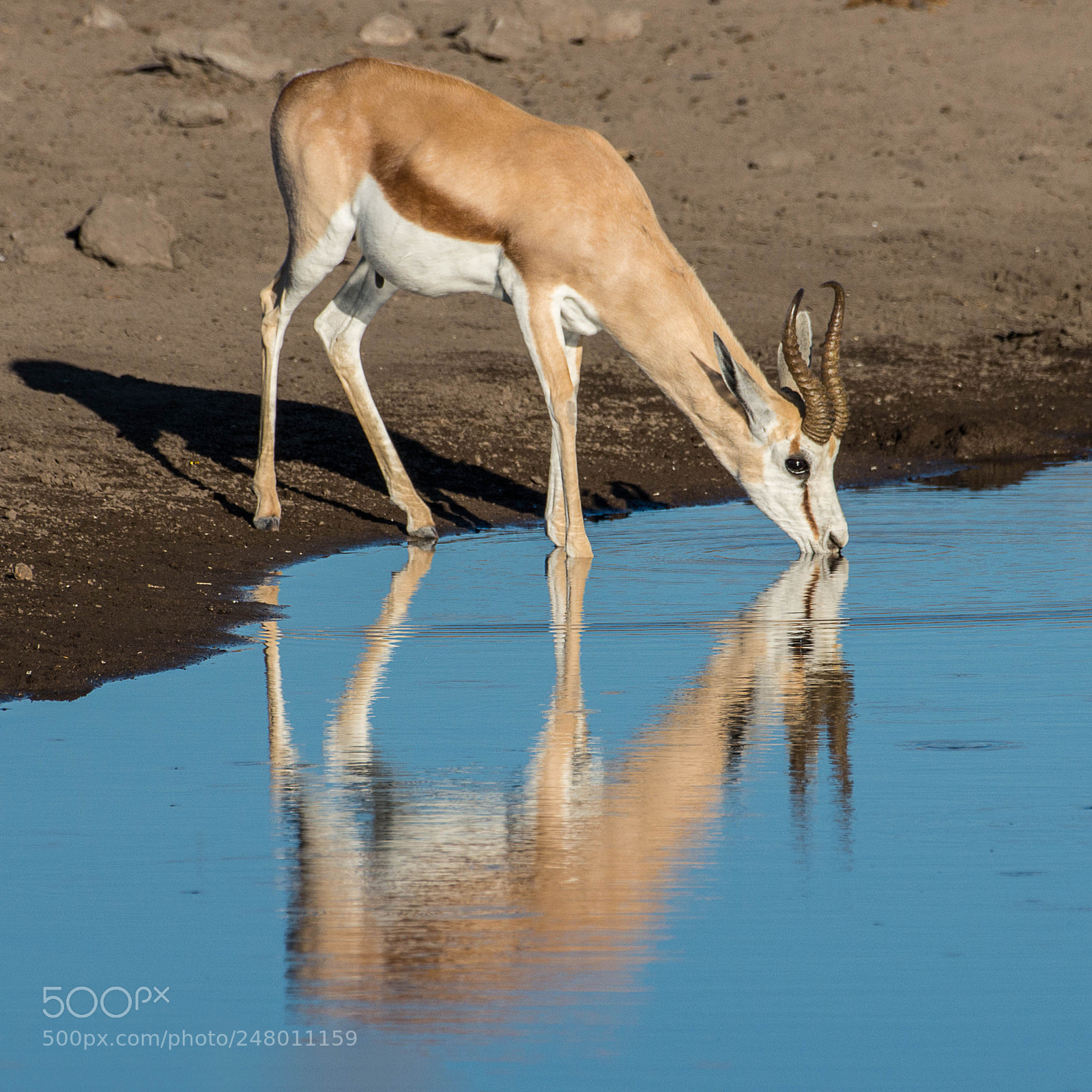 Pentax K-5 II sample photo. Impala reflection photography