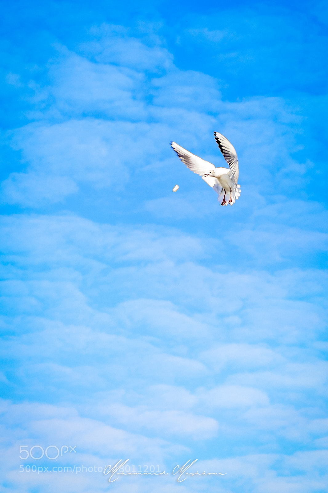 Canon EOS 7D Mark II sample photo. Catching photography