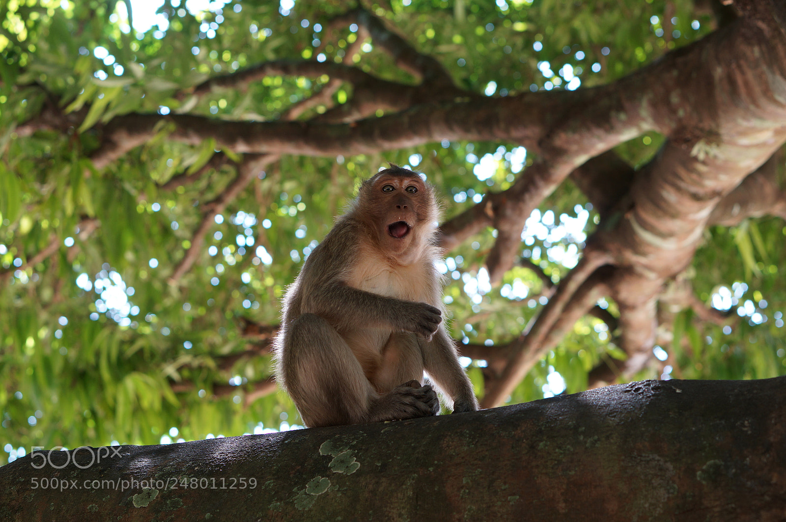 Sony Alpha NEX-5R sample photo. Funny looking monkey photography