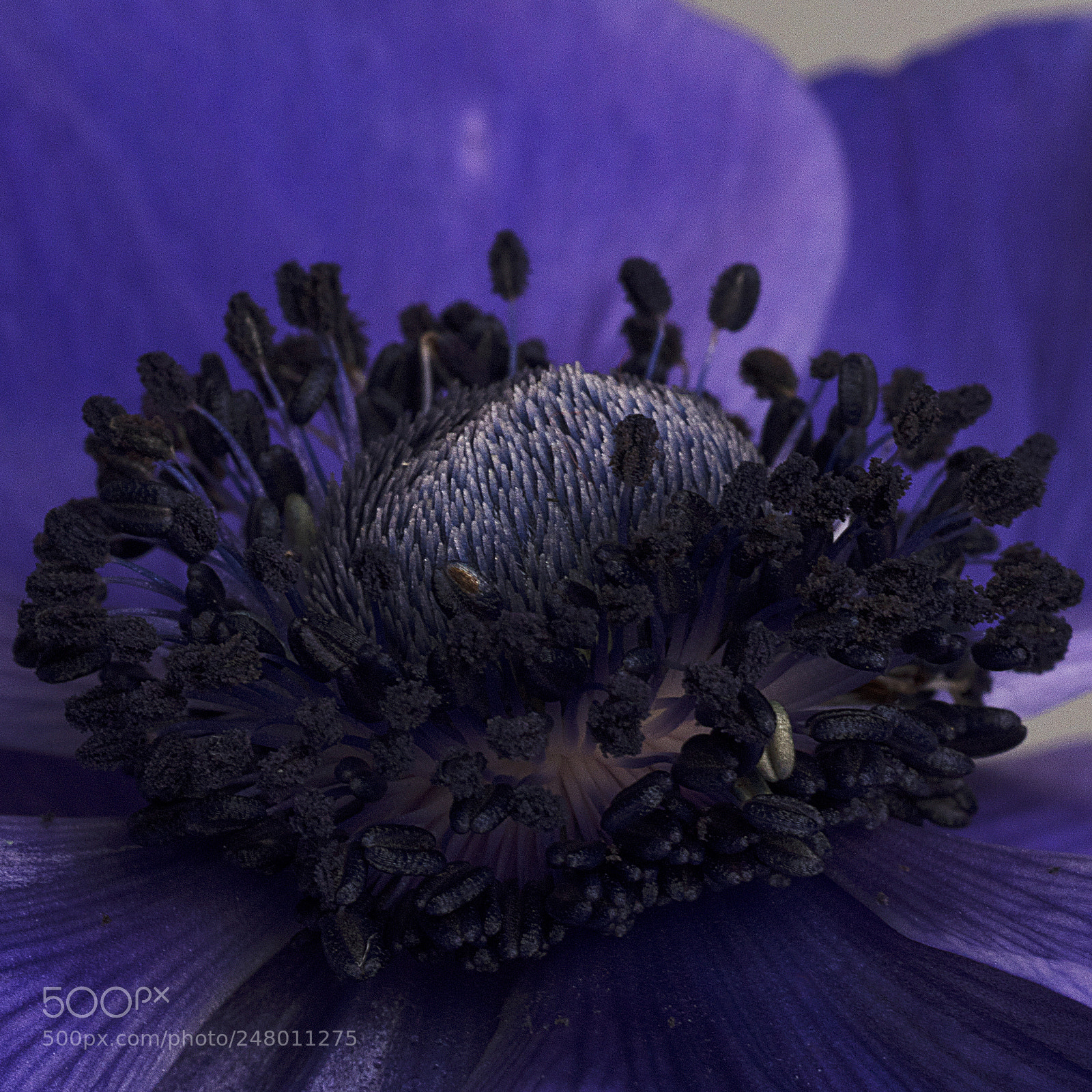 Nikon D810 sample photo. Purple anemone photography
