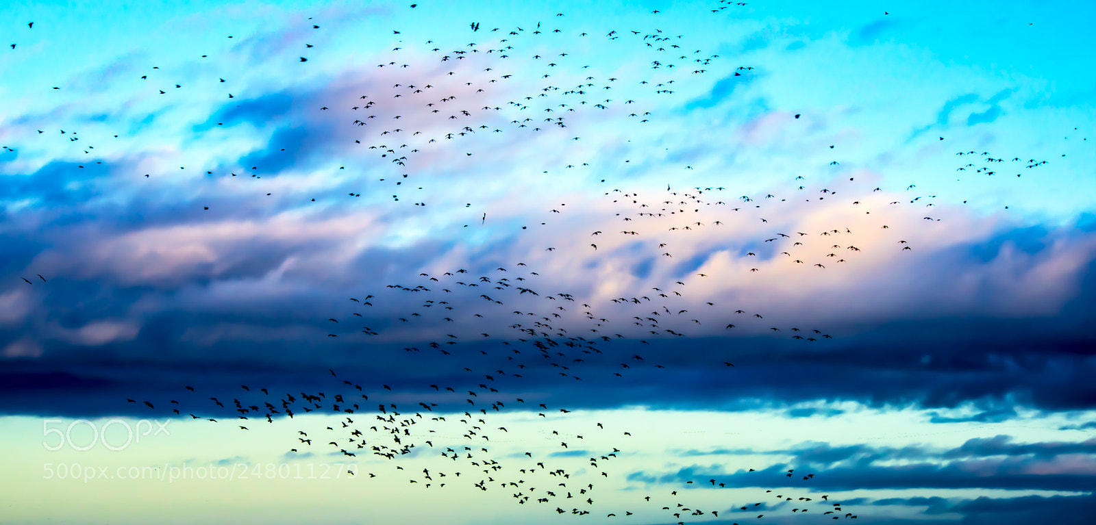 Pentax K-3 II sample photo. Birds photography