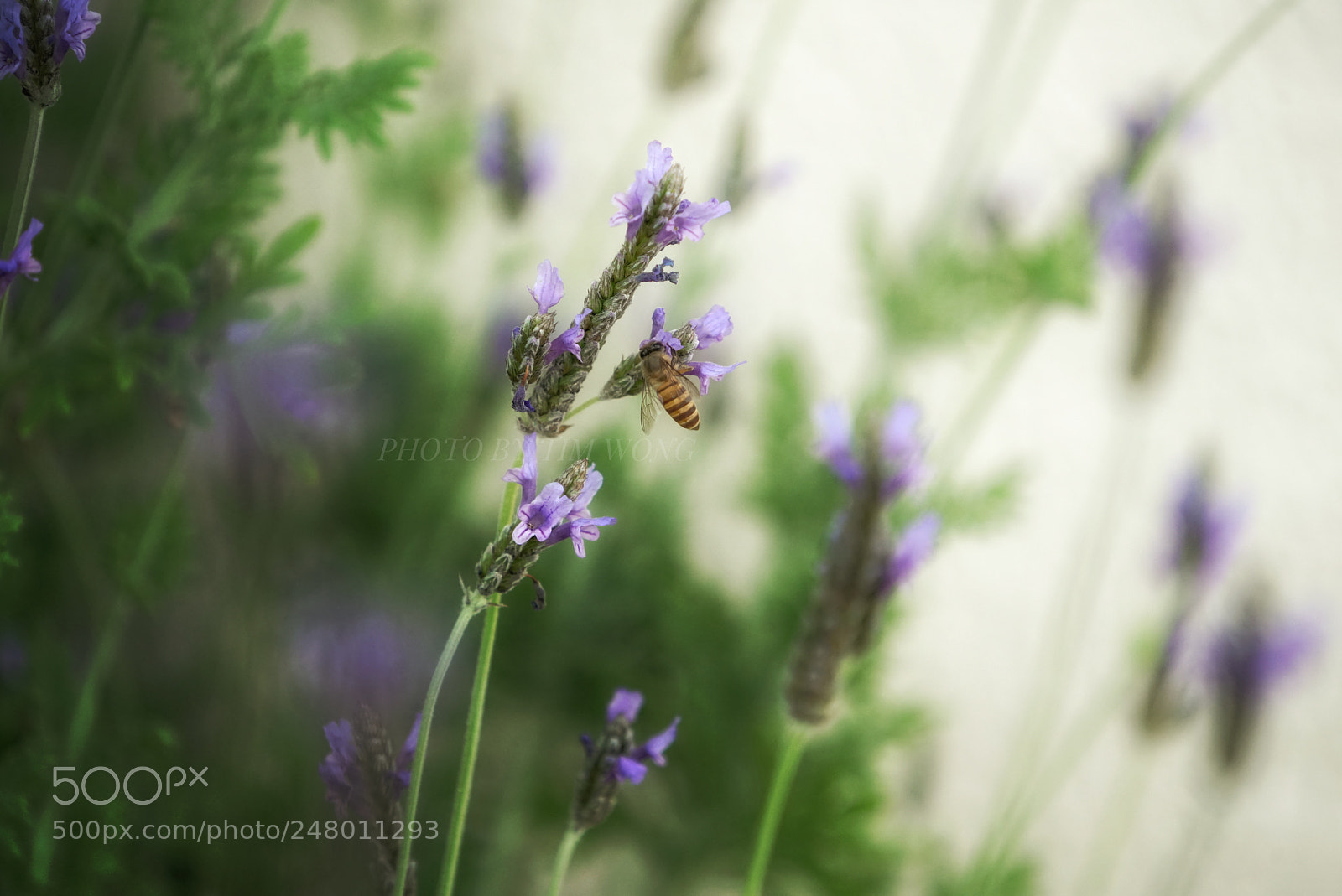 Sony a7R II sample photo. Untitled photography
