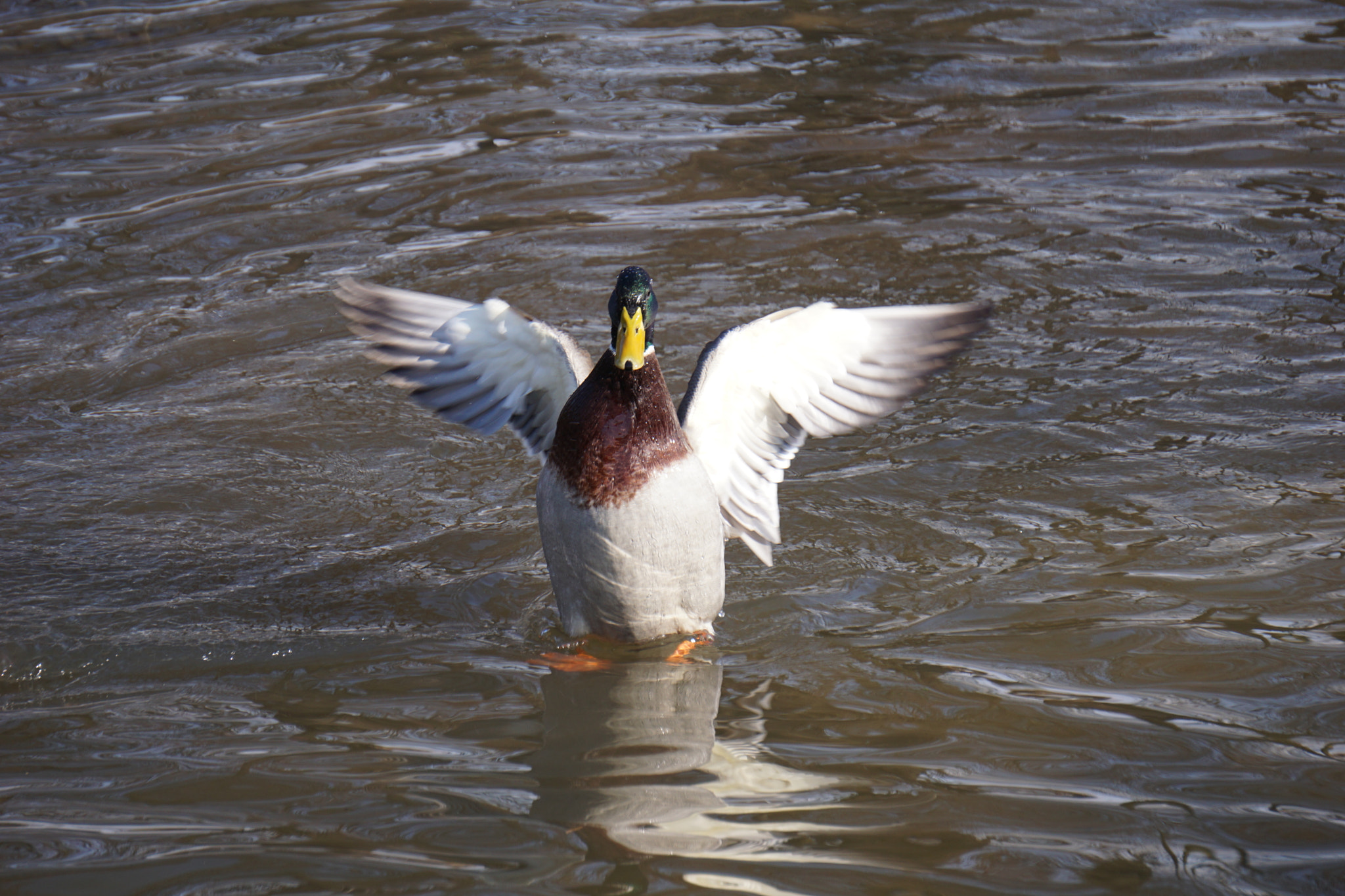 Sony E 55-210mm F4.5-6.3 OSS sample photo. Mallard spreads his wings photography