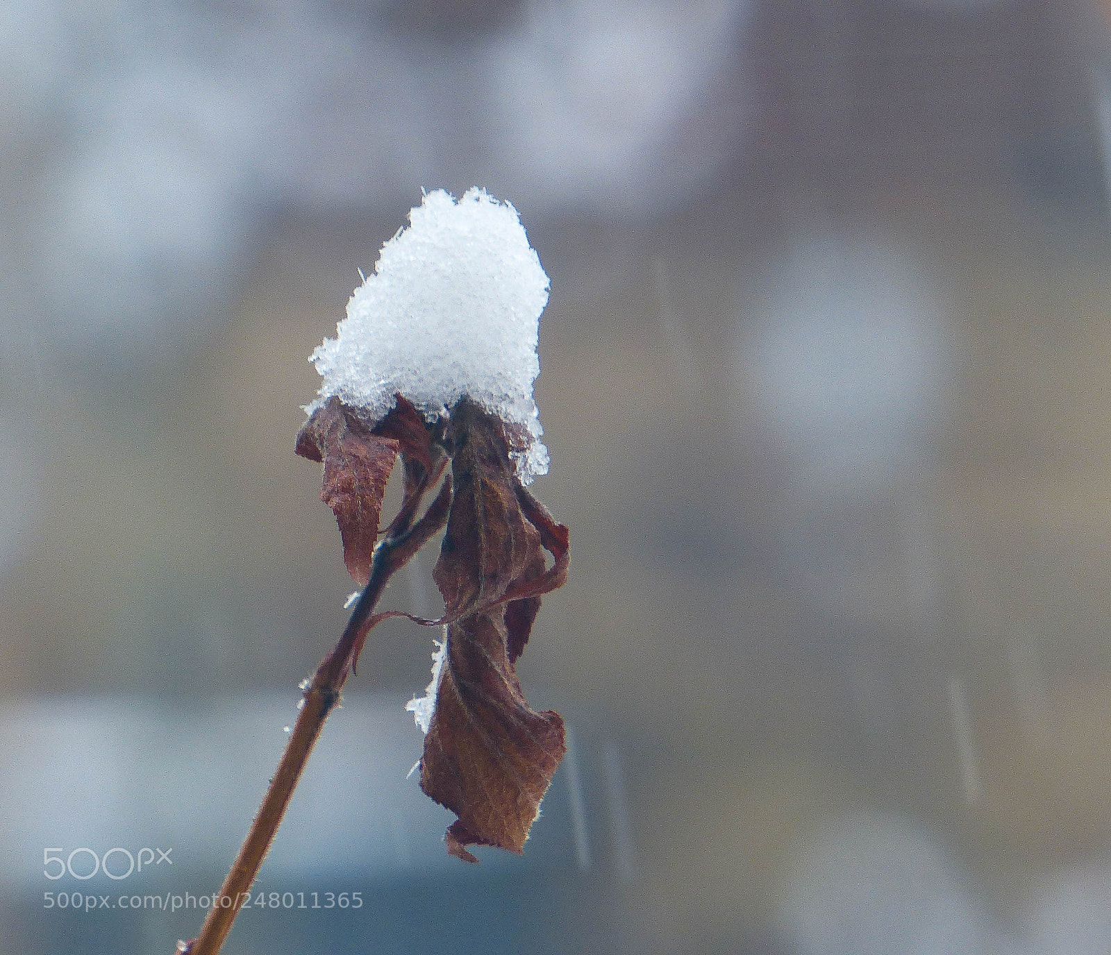 Panasonic Lumix DMC-FZ200 sample photo. Winter hat photography