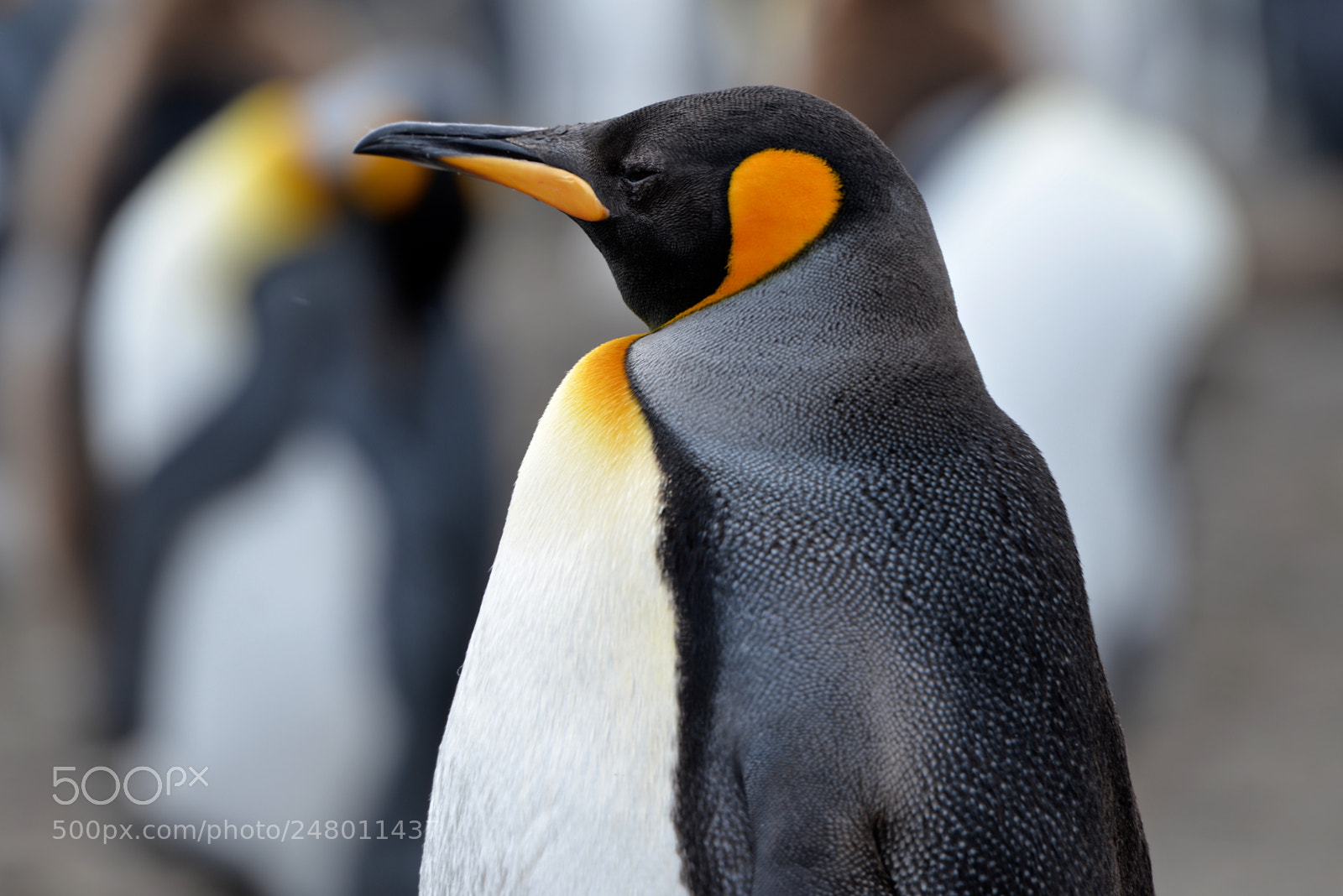 Nikon D610 sample photo. King penguin - south photography