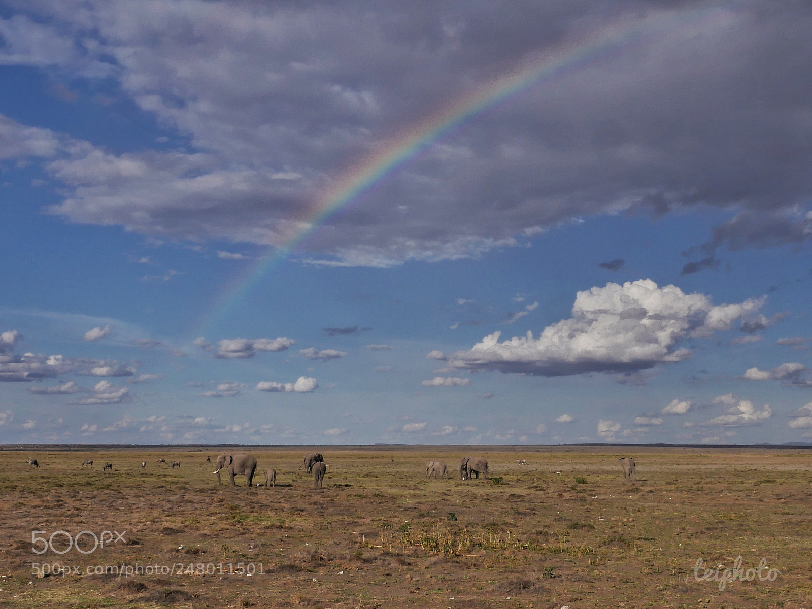 Panasonic Lumix DMC-GH4 sample photo. Kenya amboseli photography