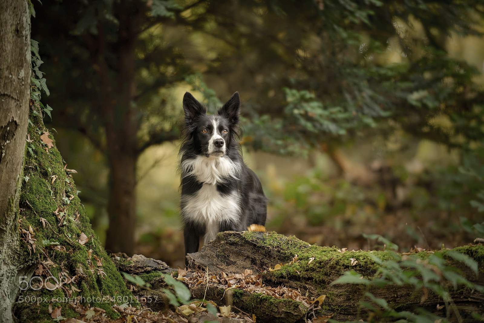 Nikon D610 sample photo. A look beyond photography