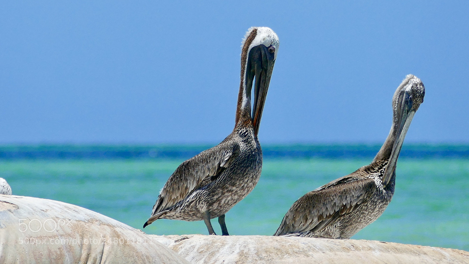Panasonic Lumix DMC-FZ1000 sample photo. Pelican photography