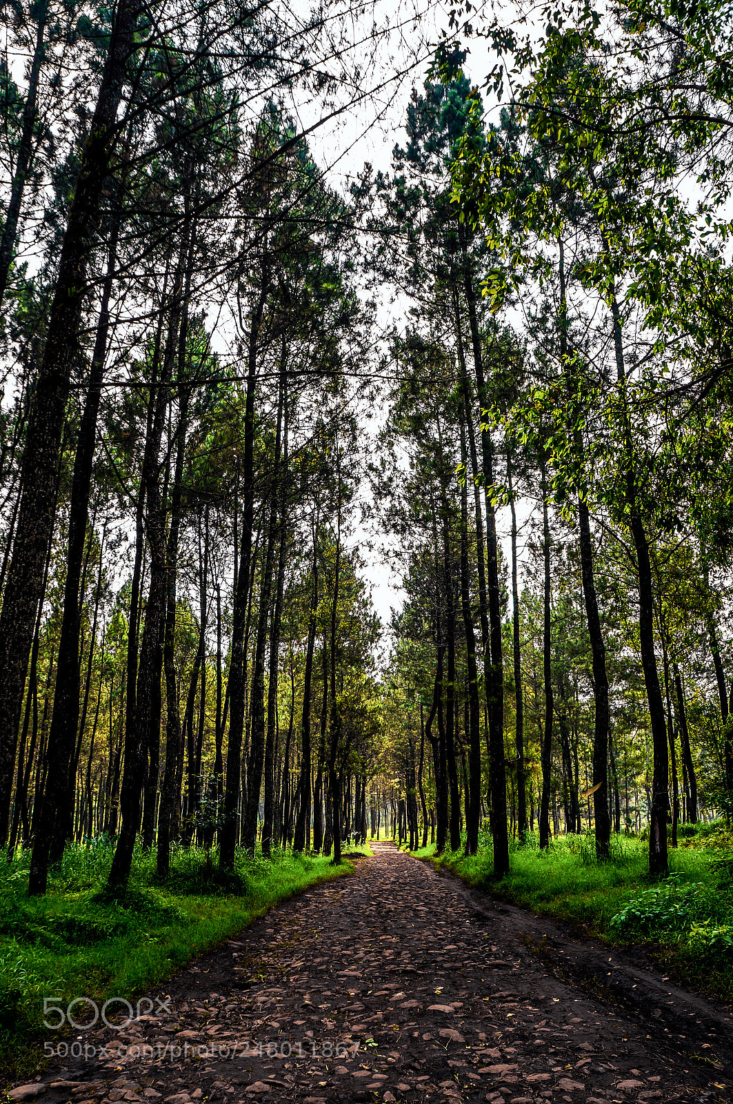 Sony Alpha NEX-6 sample photo. Edit photography