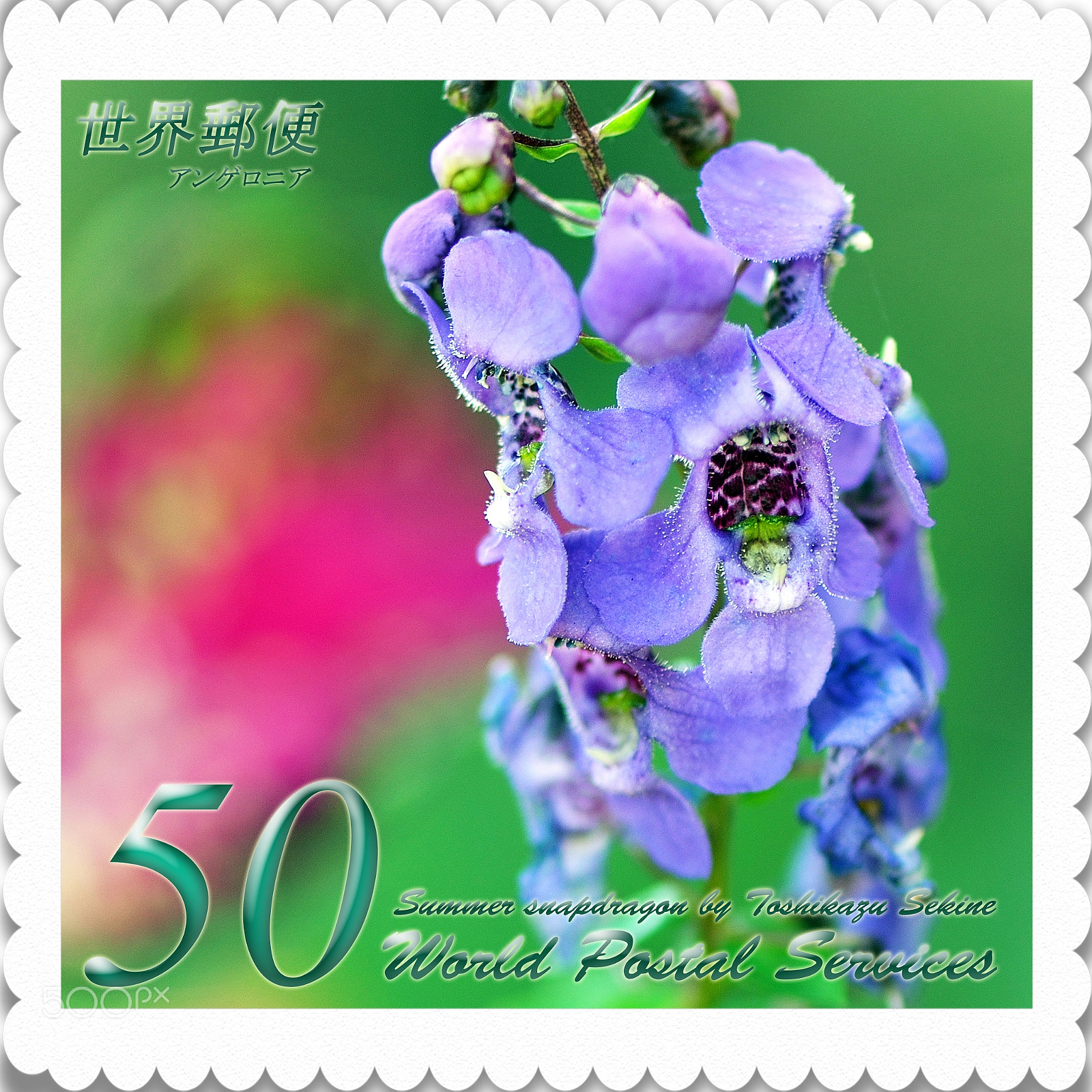 Nikon D800 sample photo. Summer snapdragon photography