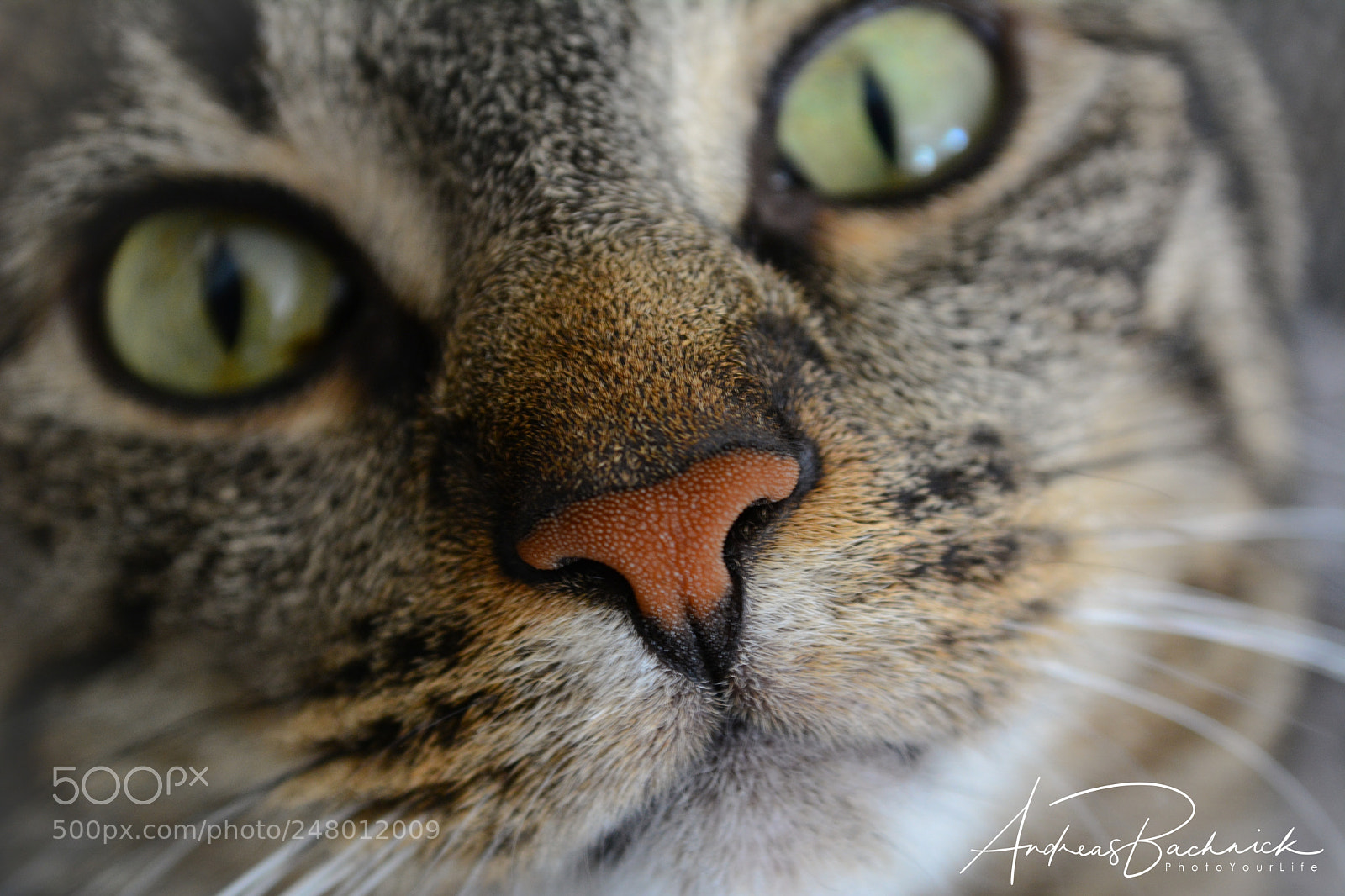Nikon D5200 sample photo. Details of a cat photography