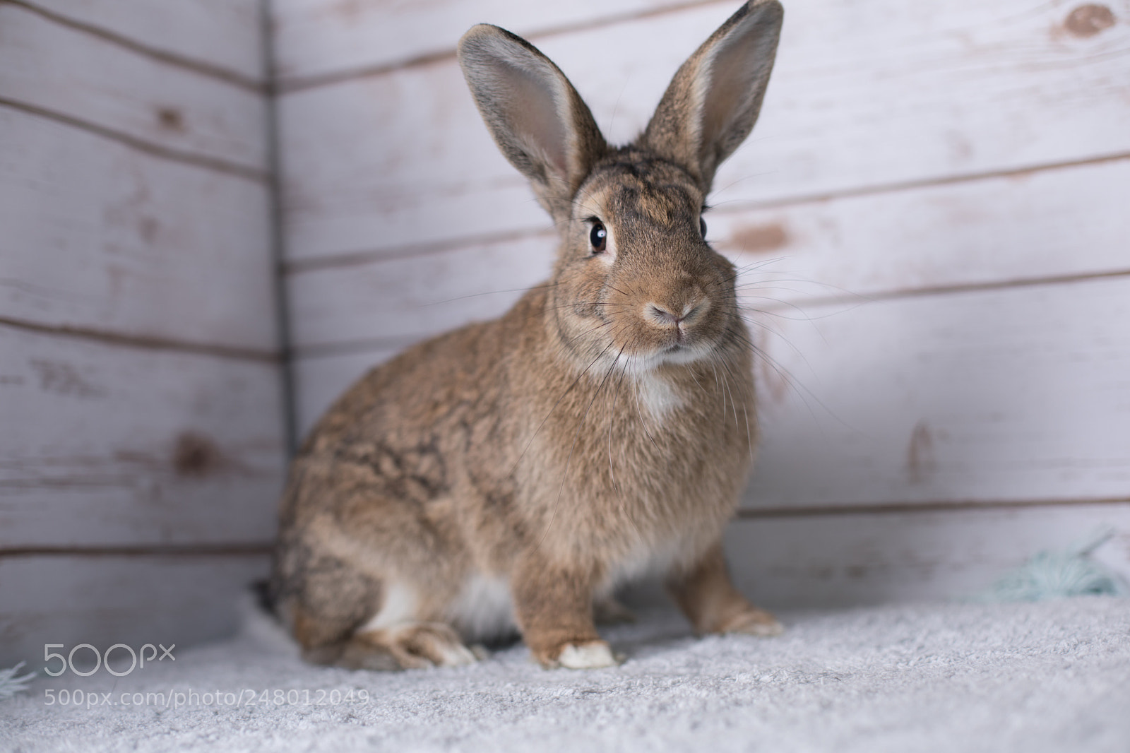 Canon EOS 5D Mark IV sample photo. Beautiful little bunny on photography