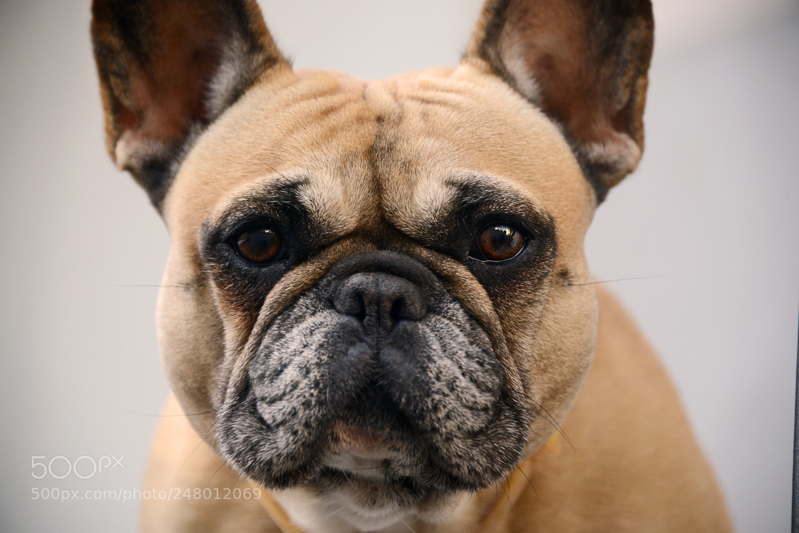Nikon D800 sample photo. Nika photography