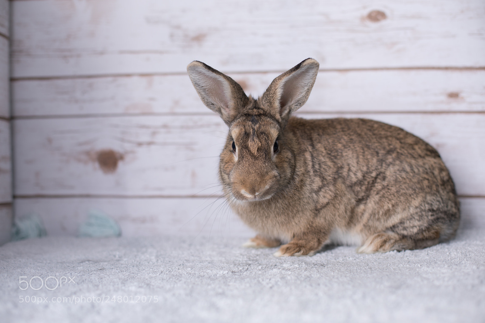 Canon EOS 5D Mark IV sample photo. Beautiful little bunny on photography